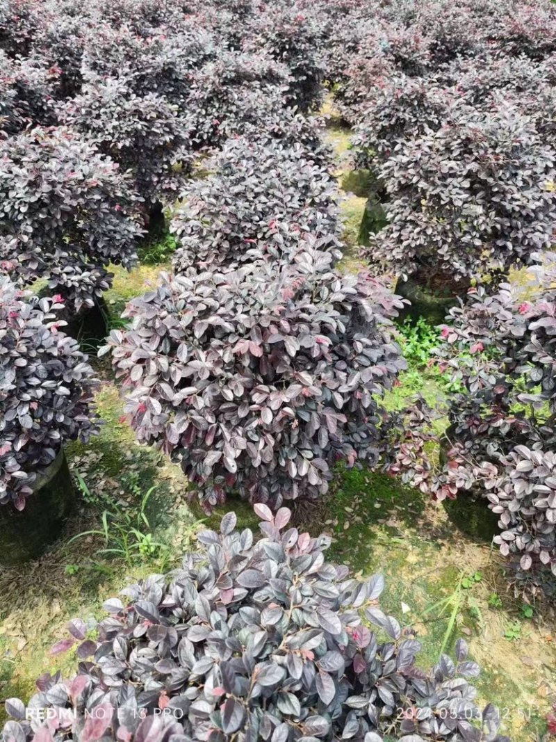 红继木球60至2米基地直销规格齐全欢迎老板来电咨询