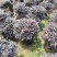 红继木球60至2米基地直销规格齐全欢迎老板来电咨询