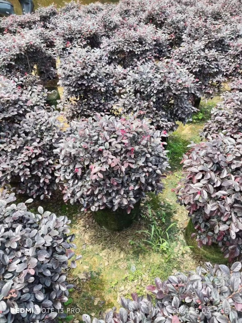 红继木球60至2米基地直销规格齐全欢迎老板来电咨询