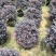 红继木球60至2米基地直销规格齐全欢迎老板来电咨询