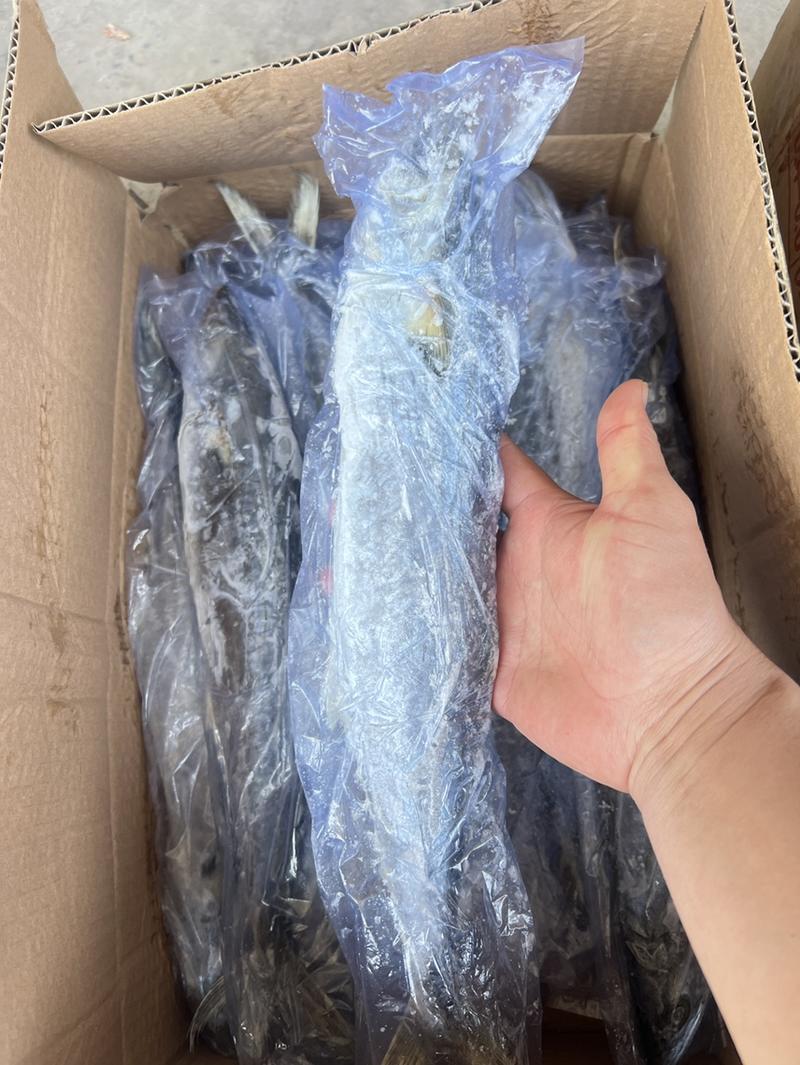 燕鲅鱼，规格0.8-1，1斤-1.2，现货15吨
