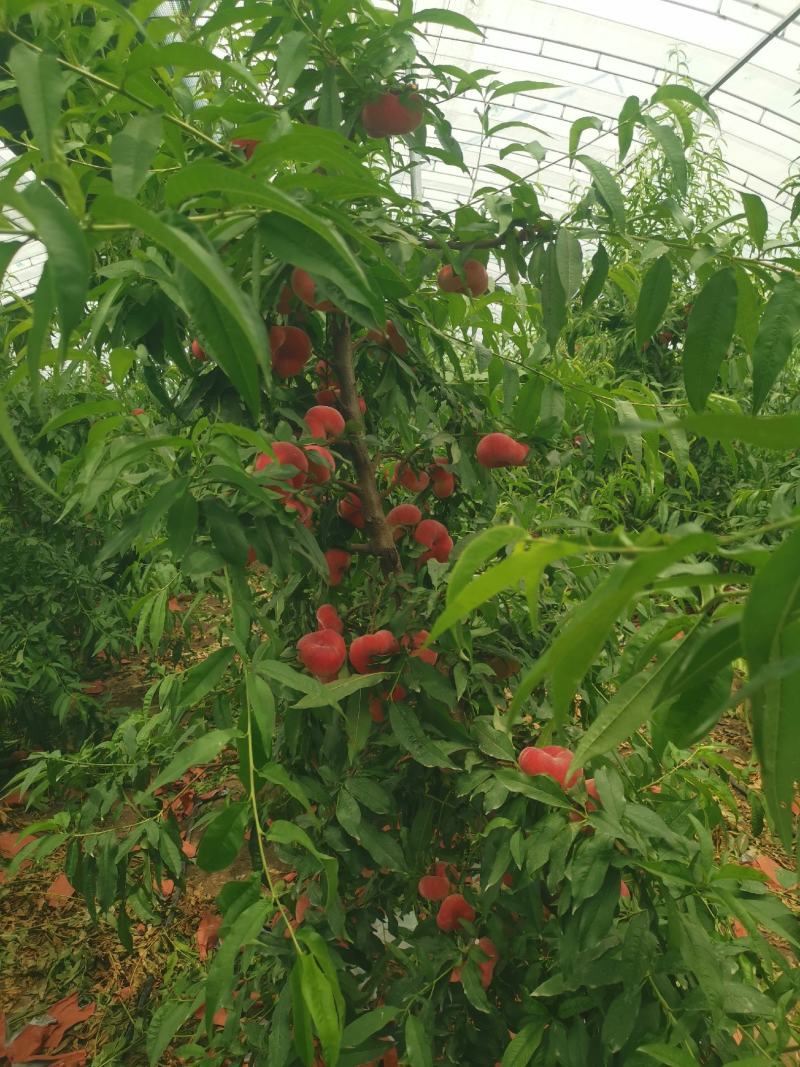 大棚蟠桃，设施蟠桃，油蟠桃，毛蟠桃，瑞蟠25，6-6，早