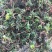 回心草野生回心草大山一手货源正品保证包邮无根无泥