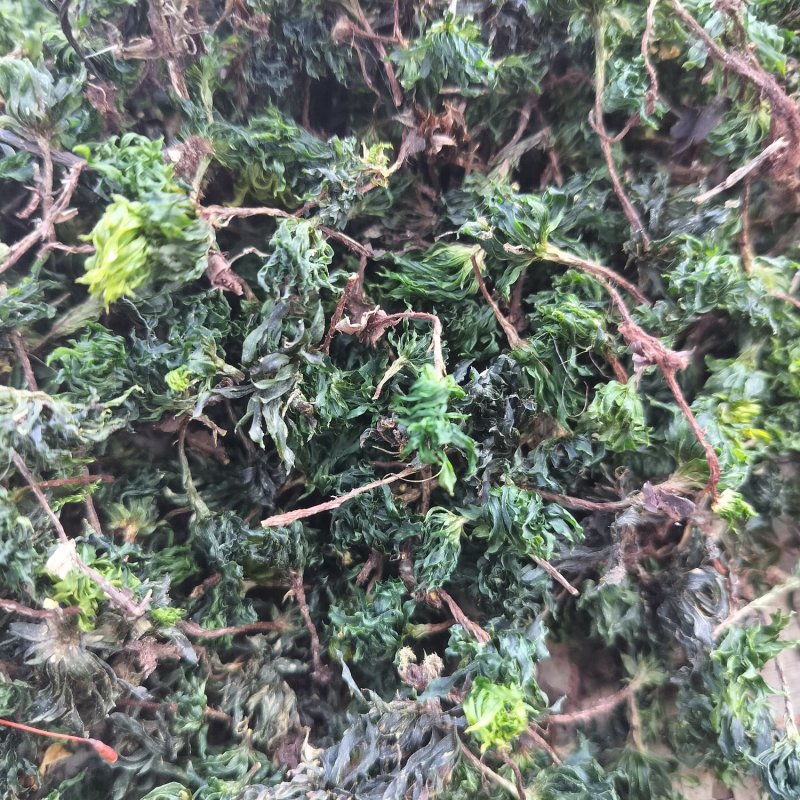 回心草野生回心草大山一手货源正品保证包邮无根无泥