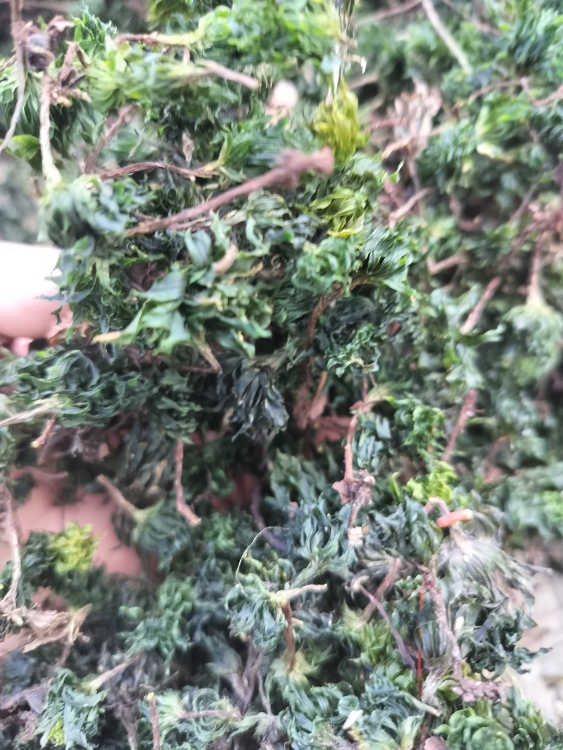 回心草野生回心草大山一手货源正品保证包邮无根无泥