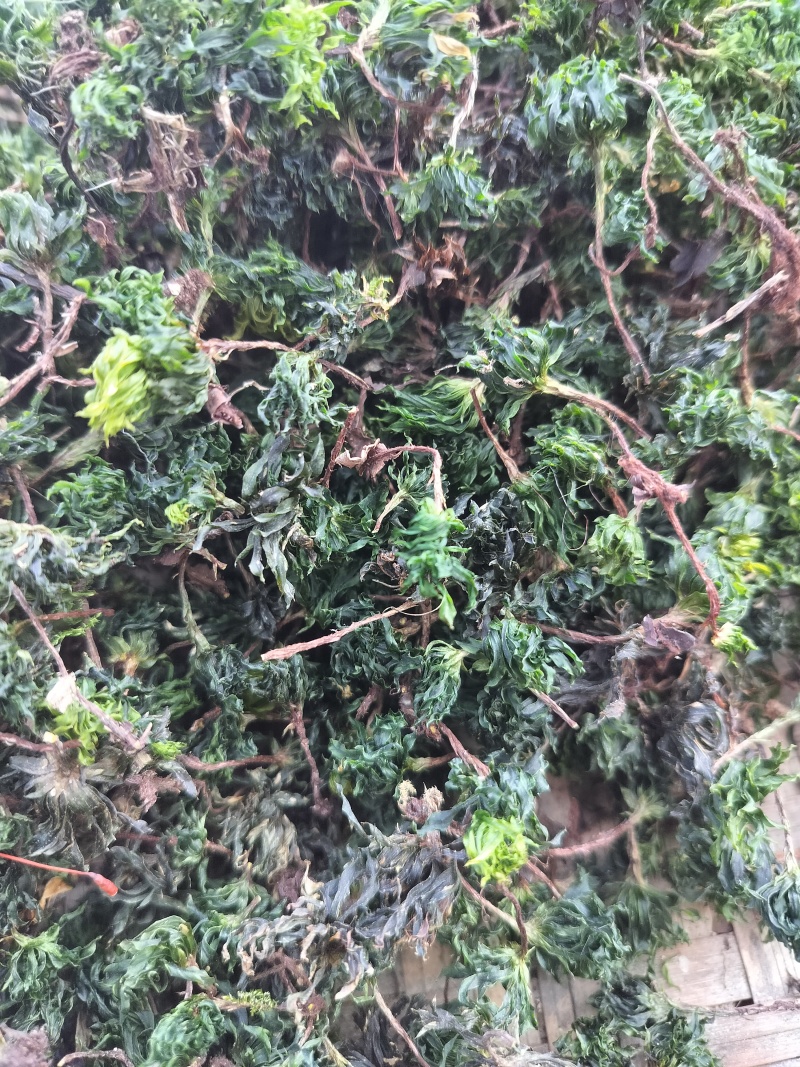 回心草野生回心草大山一手货源正品保证包邮无根无泥