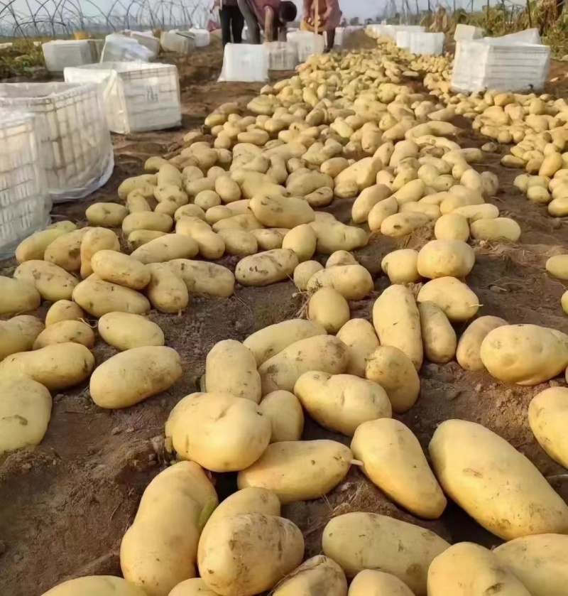 黄心土豆精品土豆个头均匀人工挑选，大量供应出口，电商，