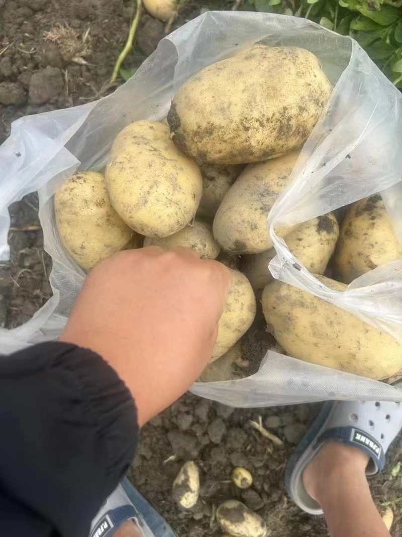 黄心土豆精品土豆个头均匀人工挑选，大量供应出口，电商，