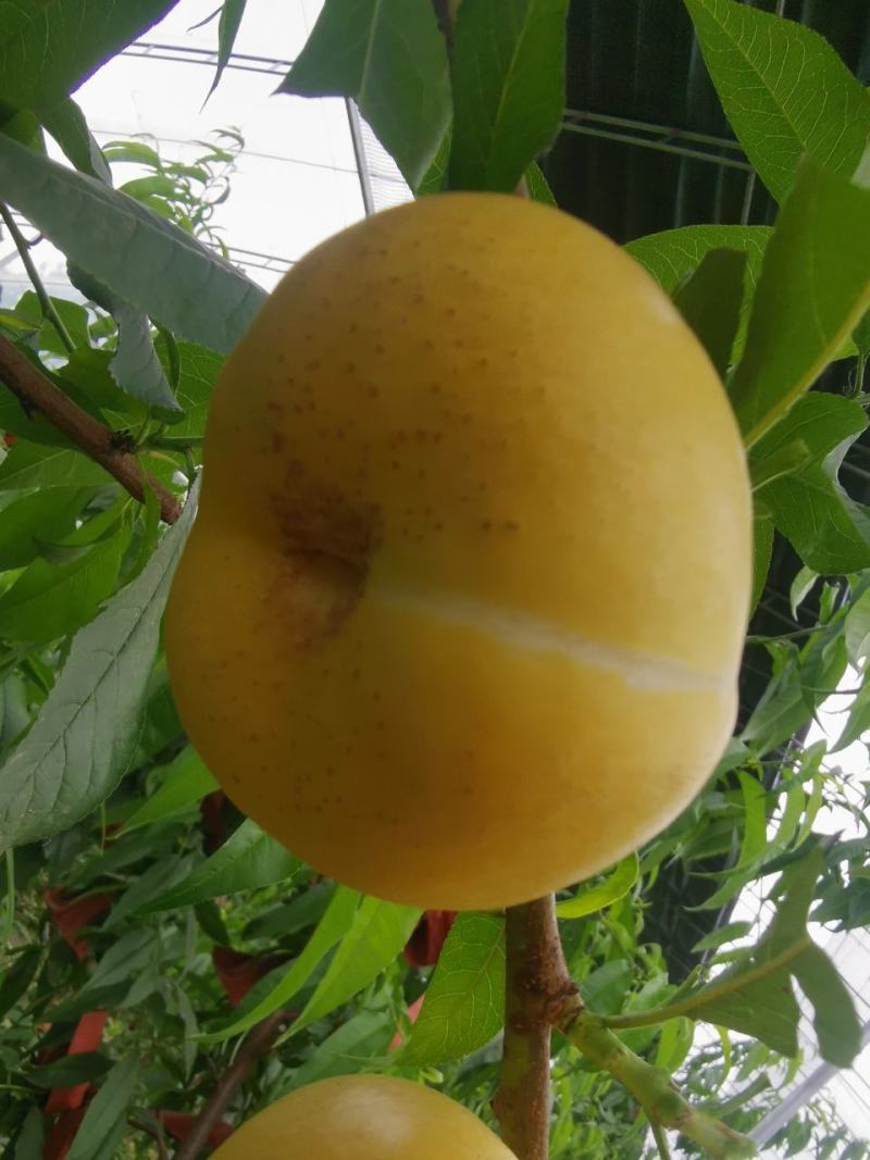大棚设施油蟠桃6-6（金香妃）