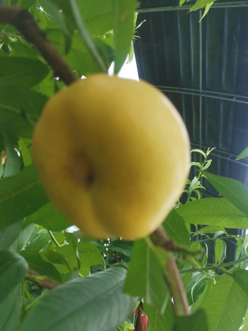 大棚设施油蟠桃6-6（金香妃）