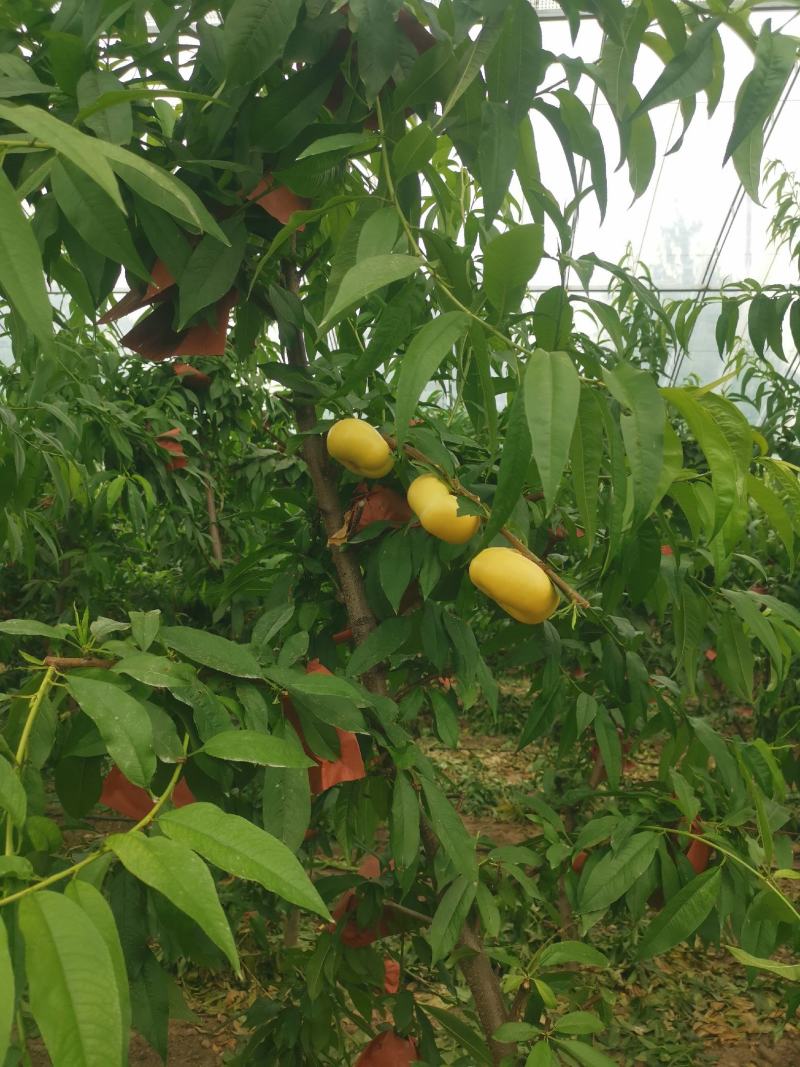 大棚设施油蟠桃6-6（金香妃）
