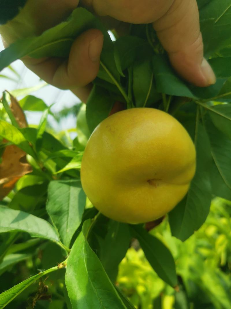 河北大棚蟠桃，设施蟠桃，早金霞，6-6，蟠九，36-5等