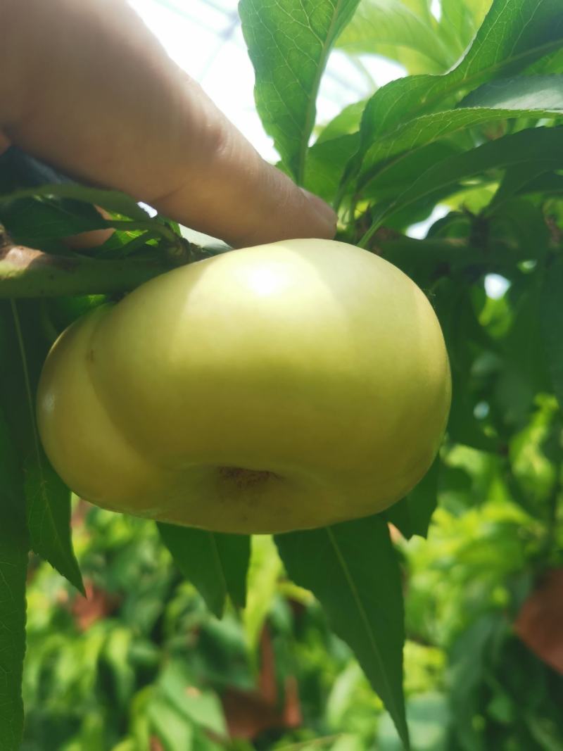 河北大棚蟠桃，设施蟠桃，早金霞，6-6，蟠九，36-5等