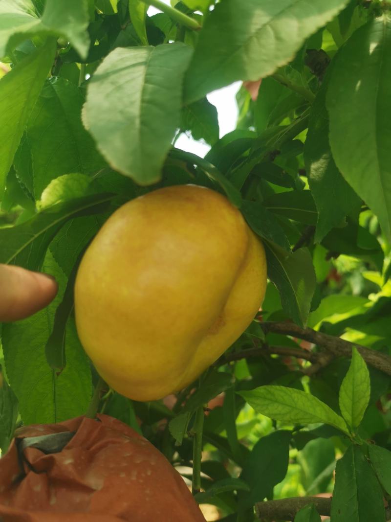 河北大棚蟠桃，设施蟠桃，早金霞，6-6，蟠九，36-5等