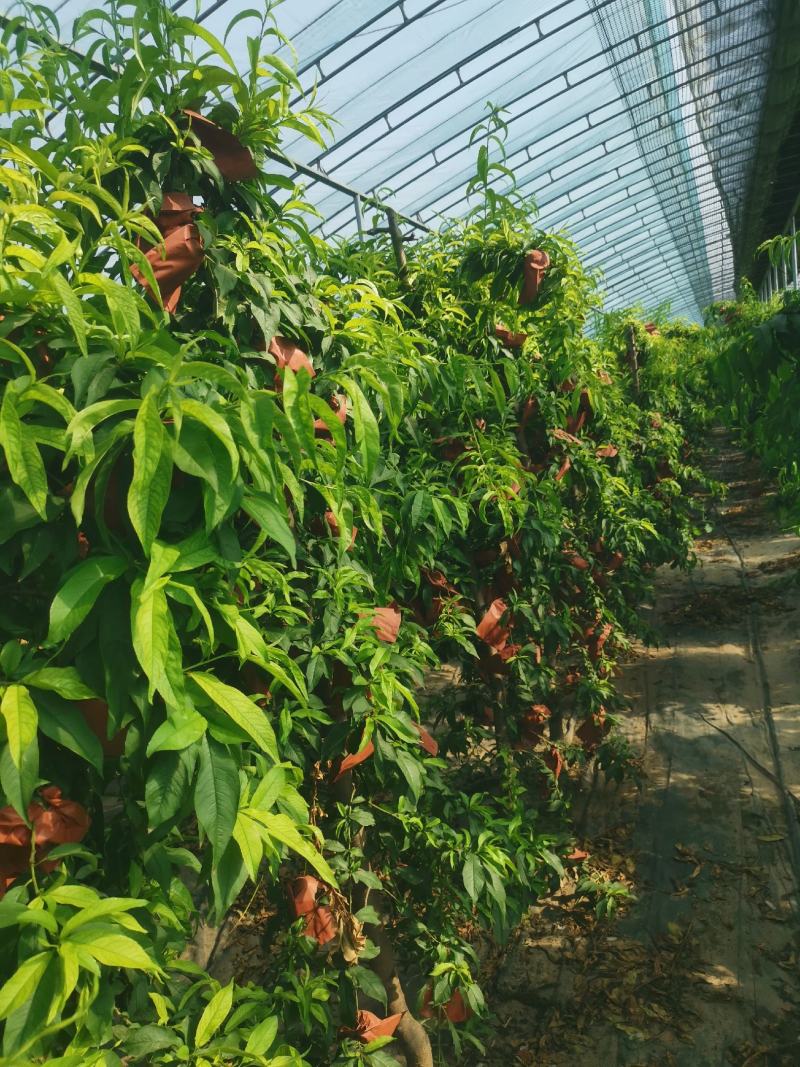 河北大棚蟠桃，设施蟠桃，早金霞，6-6，蟠九，36-5等
