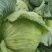 湖北奥奇娜甘蓝包菜大量新鲜供应，产区直发量大从优