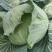 湖北奥奇娜甘蓝包菜大量新鲜供应，产区直发量大从优