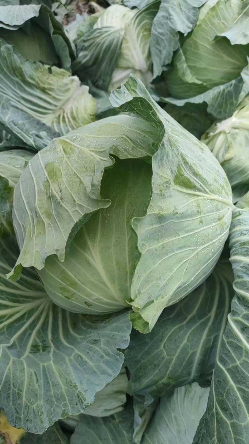 湖北奥奇娜甘蓝包菜大量新鲜供应，产区直发量大从优
