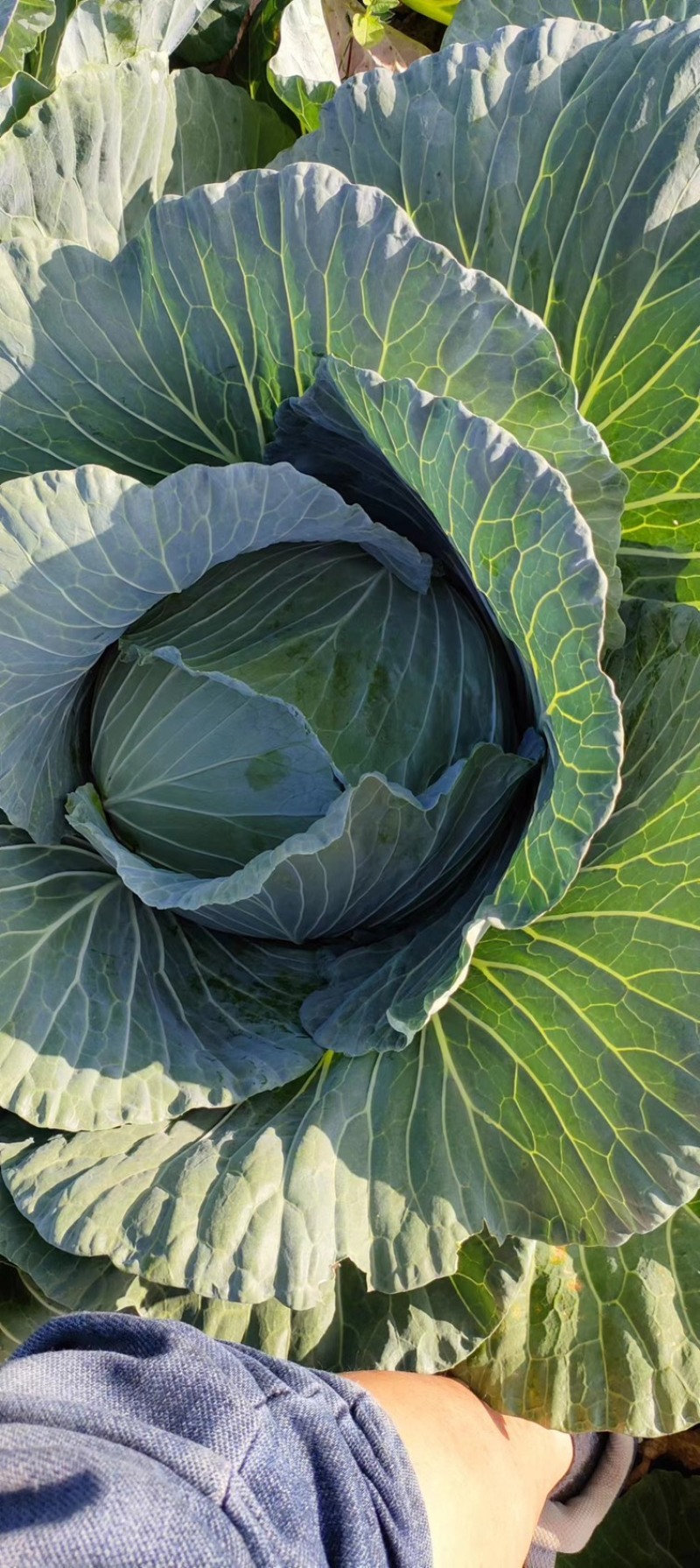 湖北奥奇娜甘蓝包菜大量新鲜供应，产区直发量大从优
