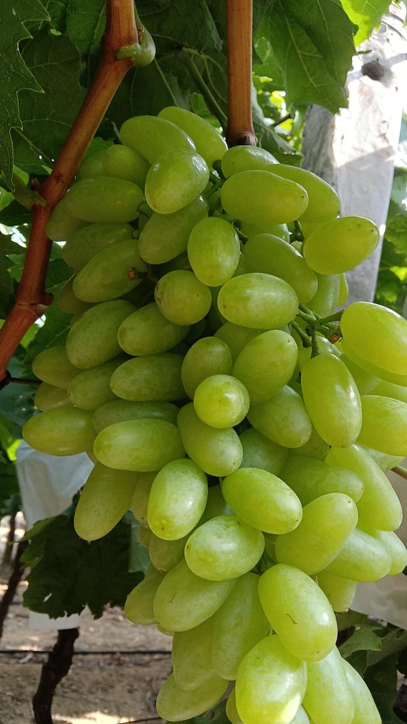 自家种植葡萄青提六亩，一万六千个袋子