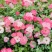 灌木欧月，藤本欧月，各种爬藤月季批发