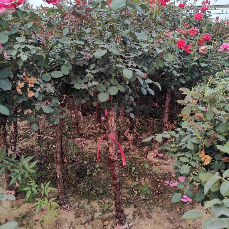 树桩月季花苗特大花多色花朵江苏宿迁苗木基地直发量大