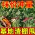 脱毒原种红薯苗西瓜红番薯紫薯蜜薯地瓜秧苗吃叶子地瓜苗