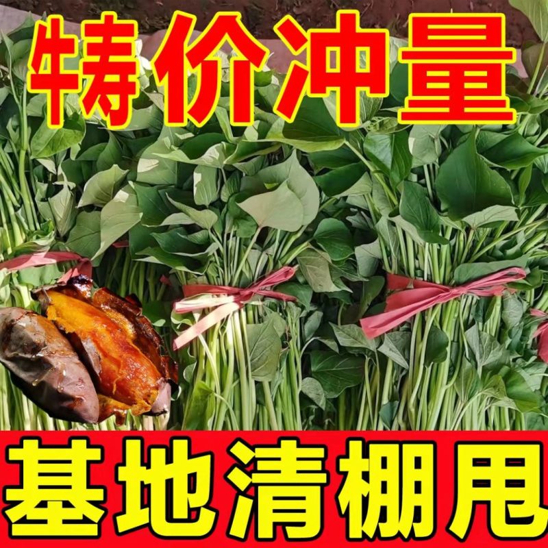 脱毒原种红薯苗西瓜红番薯紫薯蜜薯地瓜秧苗吃叶子地瓜苗