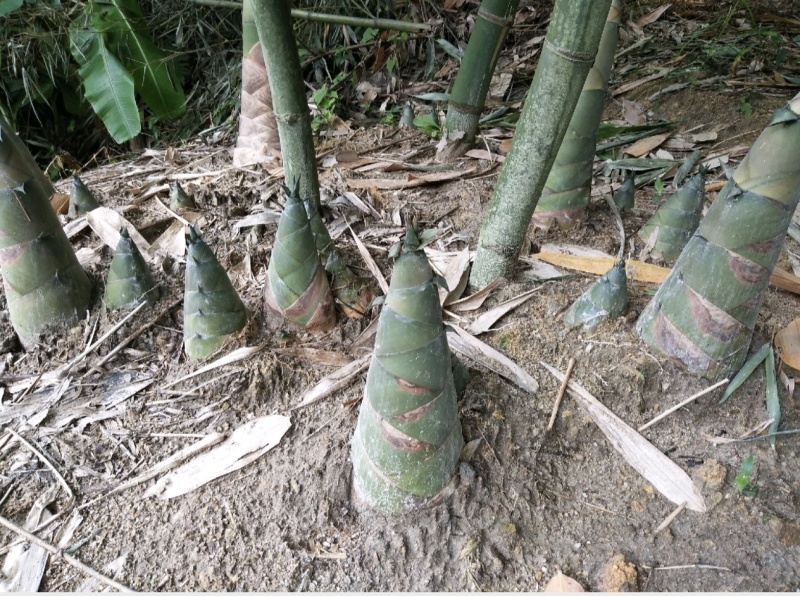 麻笋尖，麻竹笋笋尖全嫩价格实惠品质保证欢迎联系