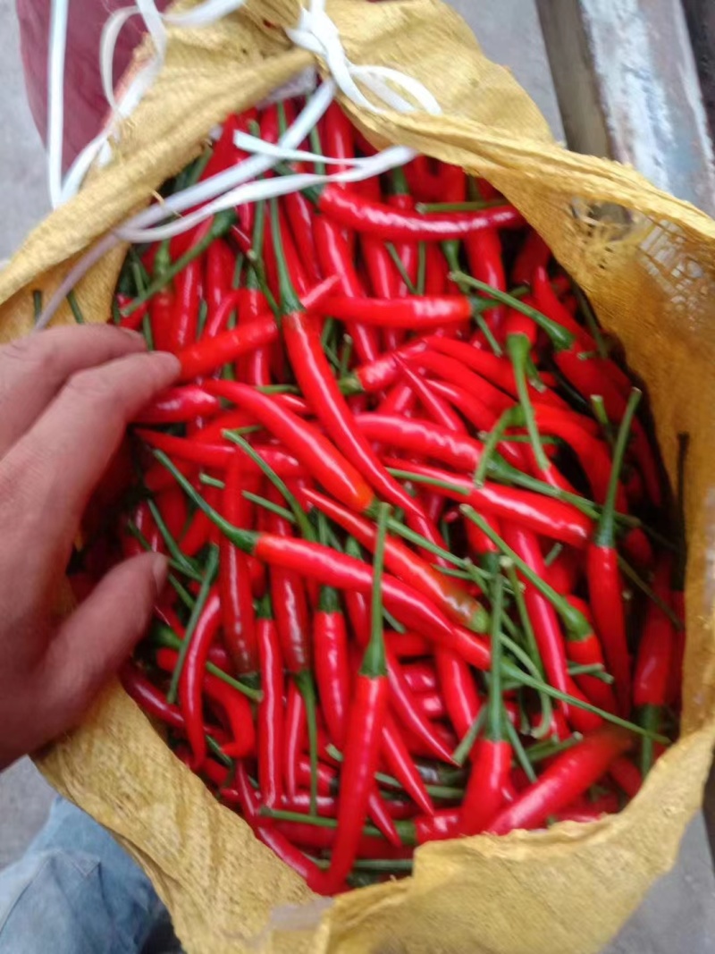 小米辣辣味正宗量大从优欢迎选购全国批发