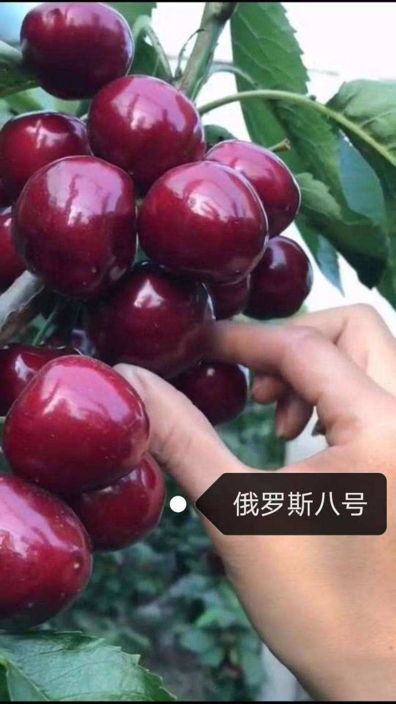 精品红灯大樱桃产地直发，价格低廉，欢迎各地采购商