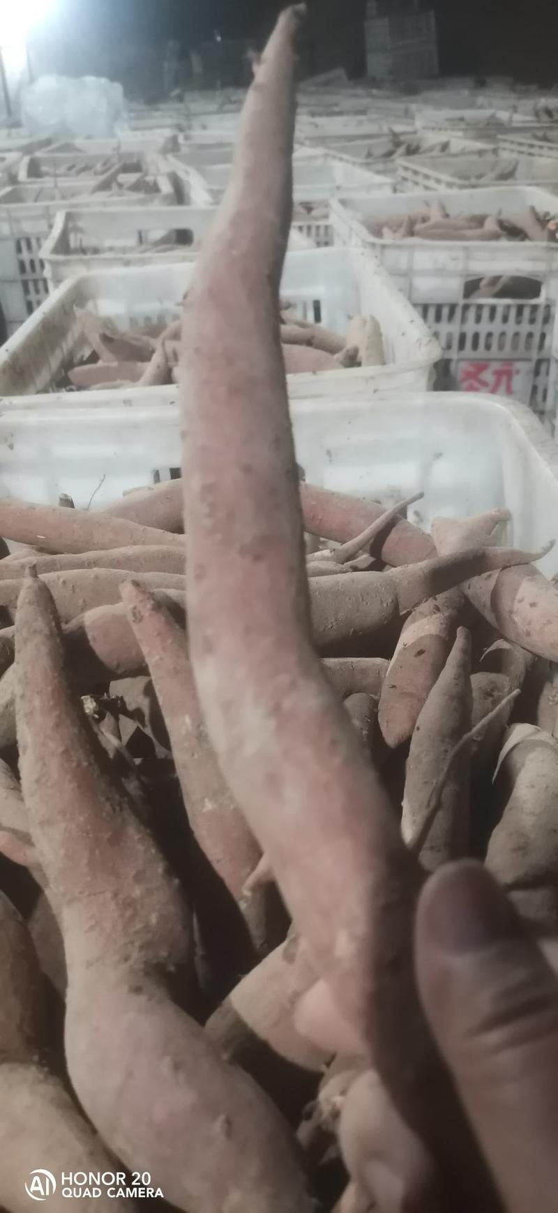 河北红薯沙地西瓜红产地直供一手货源欢迎选购！