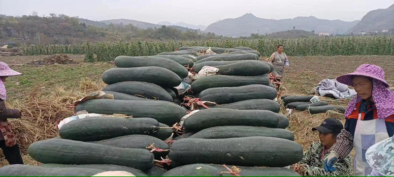 广西博白黑皮吊冬瓜，平均三四十斤大瓜，大量上市，供应全国