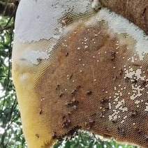云南省红河州金平猛拉镇火炭洞村野生蜂蜜家养蜂蜜都有