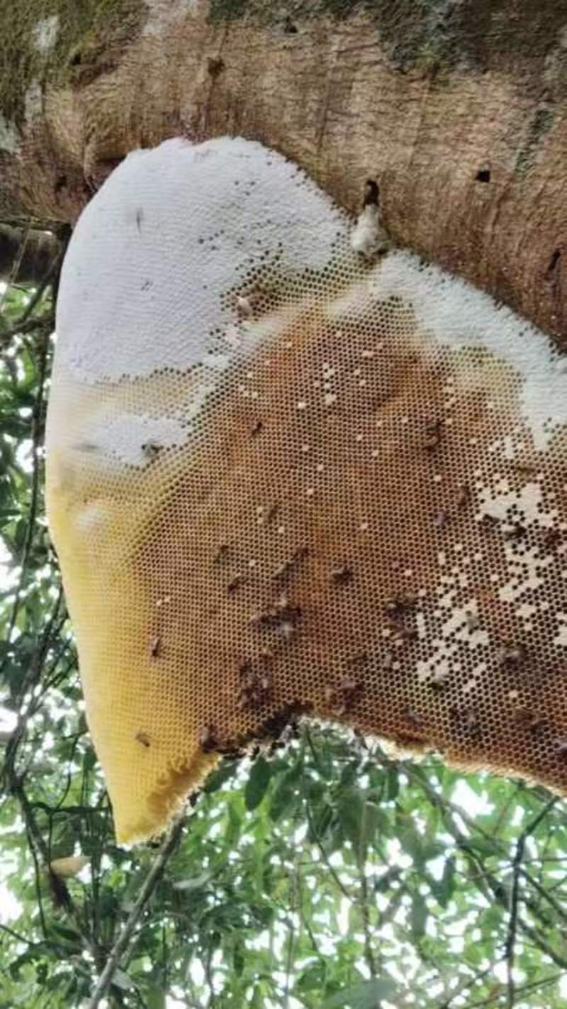 云南省红河州金平猛拉镇火炭洞村野生蜂蜜家养蜂蜜都有