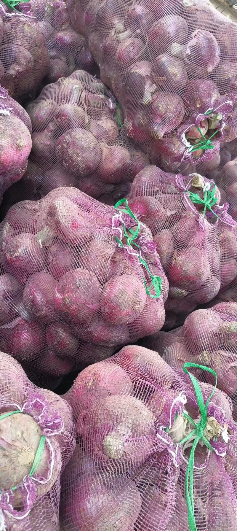 兰州新区洋葱，大量出售，大量接单，4万亩洋葱基地货源