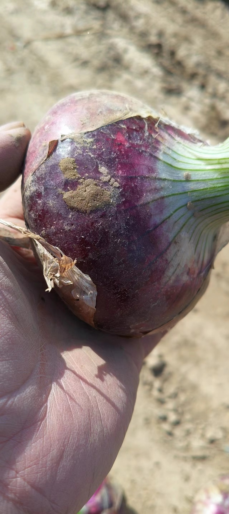 兰州新区洋葱，大量出售，大量接单，4万亩洋葱基地货源