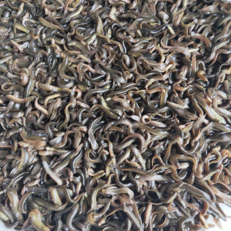 泥鳅苗，杂交泥鳅苗，全程技术指导，签养殖回收合同。