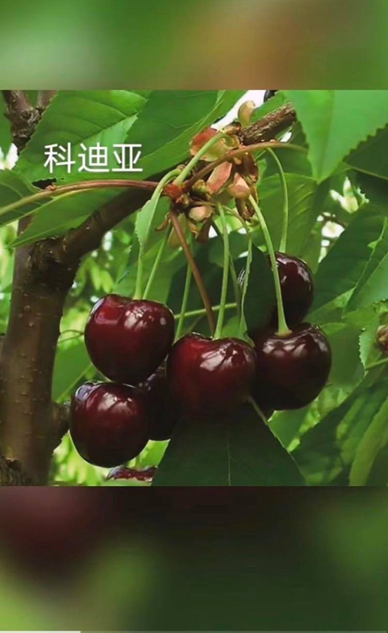 美早大樱桃产地直发质量好，价格低廉，欢迎各地客户前来