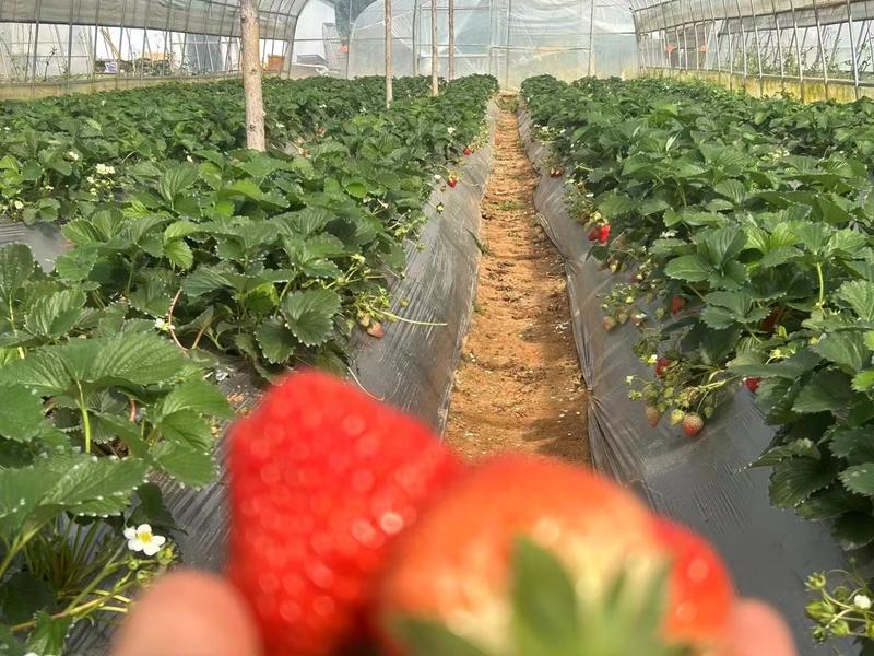 云南夏季草莓供应，红果绿草莓都有全年供应不限量