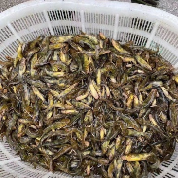 黄骨鱼苗，黄颡鱼苗，黄辣丁鱼苗，免费提供养殖技术。