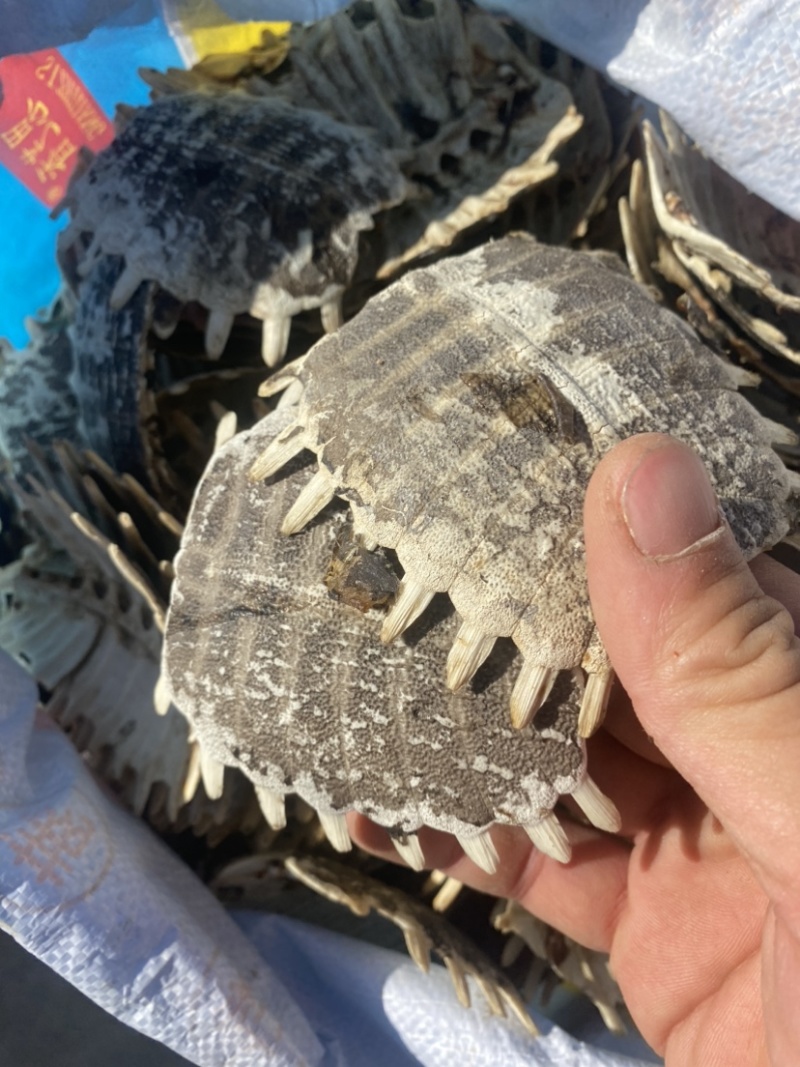 鳖甲