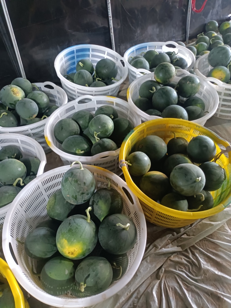 西瓜麒麟西瓜蜜瞳西瓜墨童西瓜欢迎致电联系