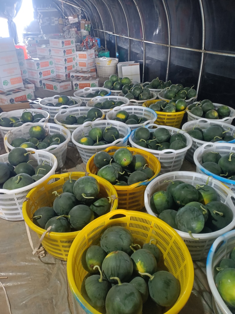 西瓜麒麟西瓜蜜瞳西瓜墨童西瓜欢迎致电联系