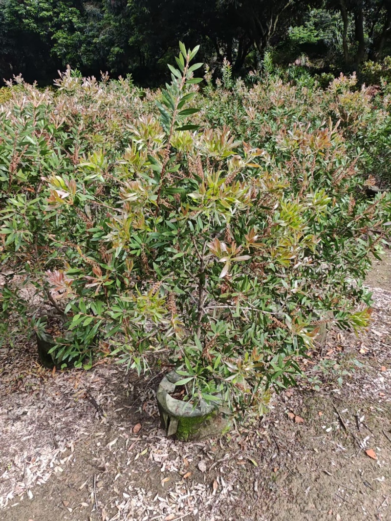 红千层，串钱柳