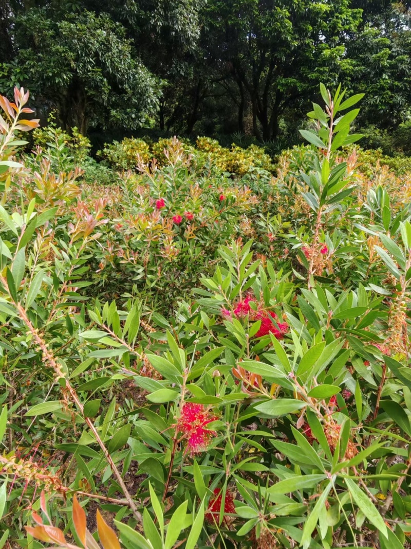 红千层，串钱柳