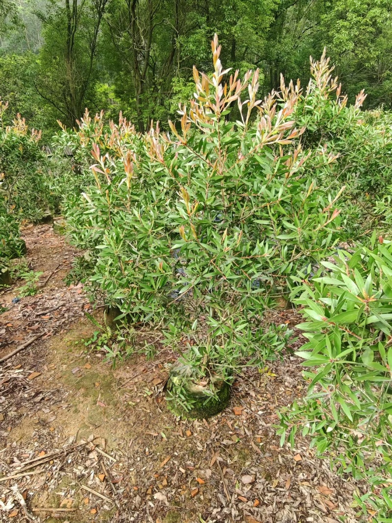 红千层，串钱柳