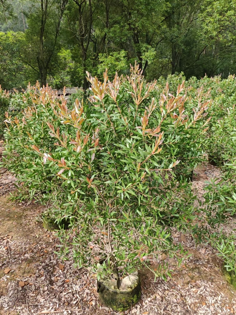 红千层，串钱柳