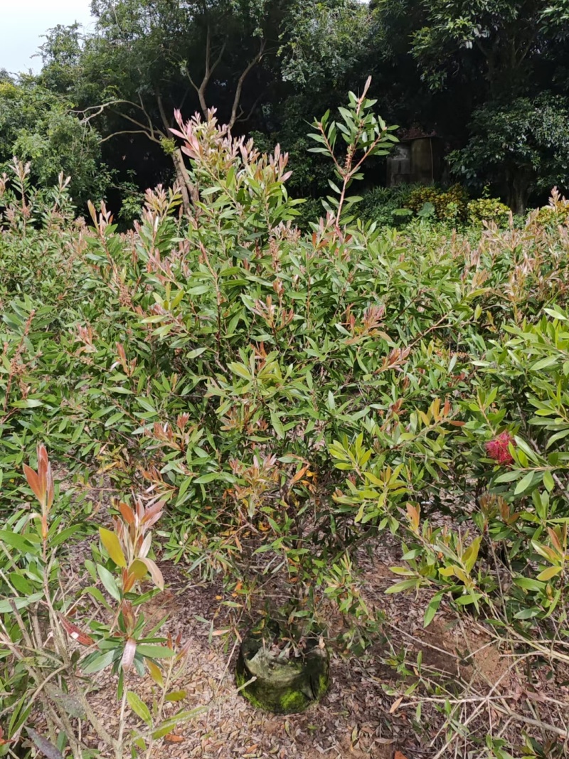 红千层，串钱柳
