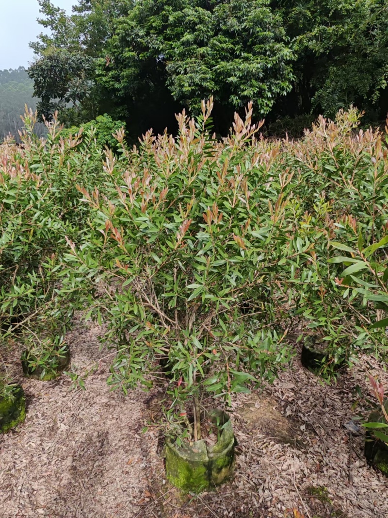 红千层，串钱柳